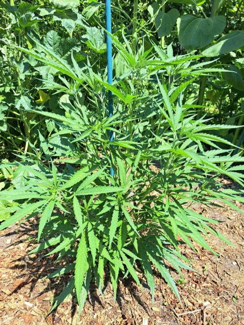 OUT Biscotti#7 CLONE. Week 8 - DAY55 Plant #1