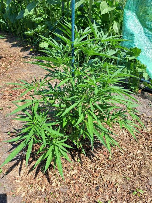 OUT Biscotti#7 CLONE. Week 8 - DAY55 Plant #2