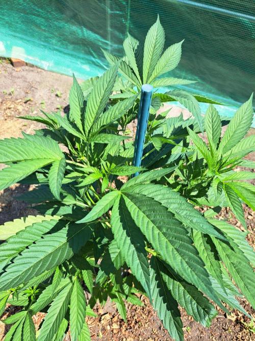 Cookies Gelato. Week 8