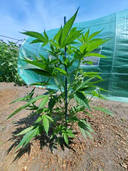 OUT Cookies Gelato CLONE. Week 8 - DAY55 Plant #2