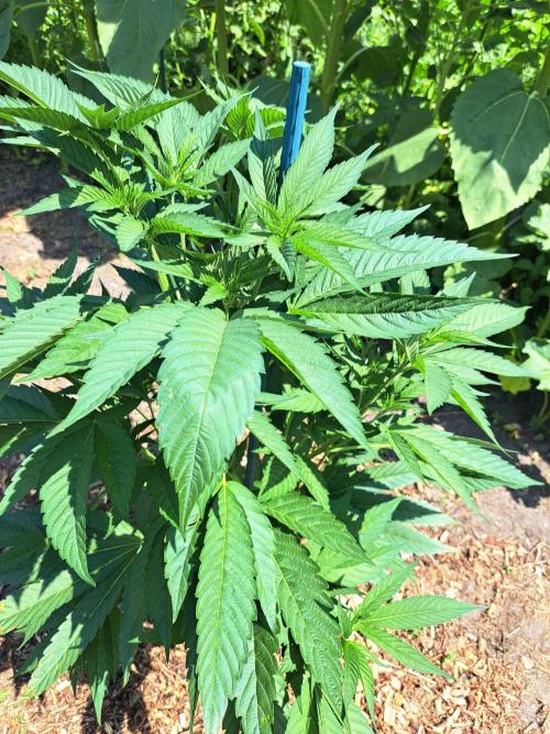 OUT Cookies Gelato CLONE. Week 8 - DAY55 Plant #1