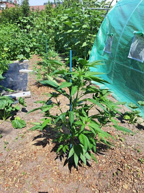OUT Cookies Gelato CLONE. Week 8 - DAY55 Plant #2