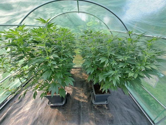 GH Cookies Gelato CLONE. Week 18 - DAY126
