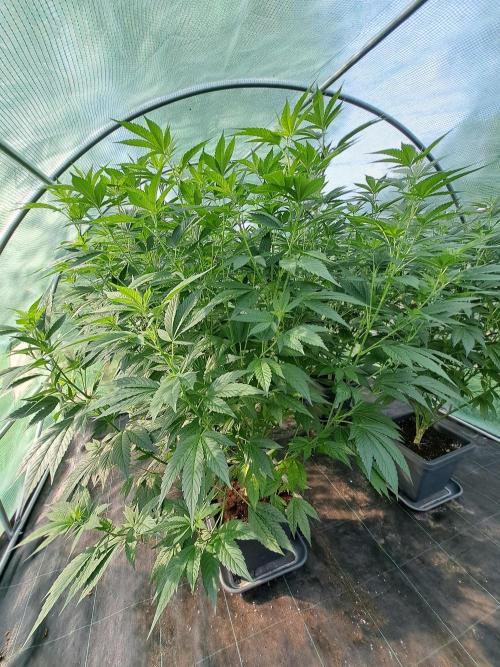 GH Cookies Gelato CLONE. Week 18 - DAY126