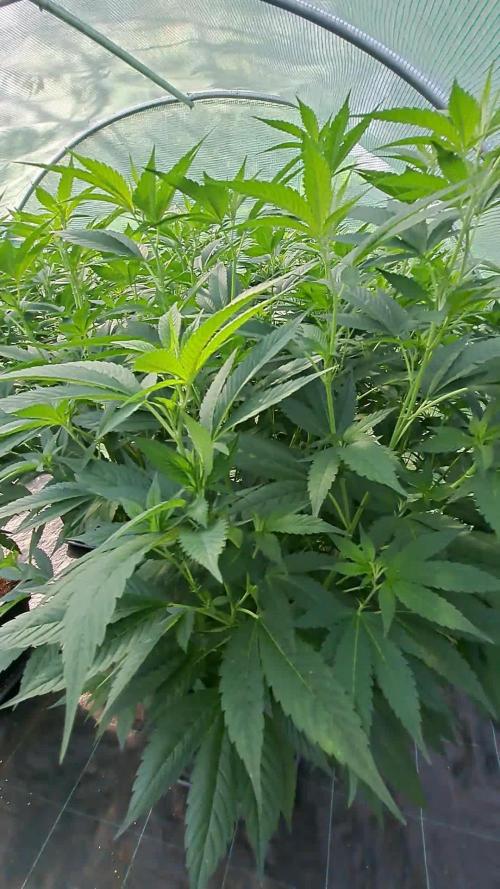 GH Cookies Gelato CLONE