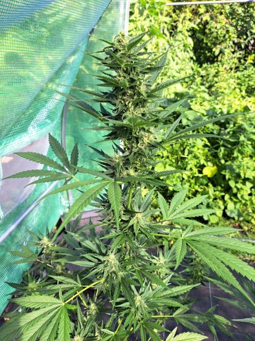 Mikromachine Auto. Week 8 - DAY62 Plant #1