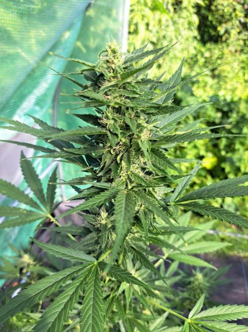 Mikromachine Auto. Week 8 - DAY62 Plant #1