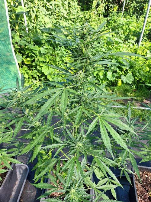 Mikromachine Auto. Week 8 - DAY62 Plant #2