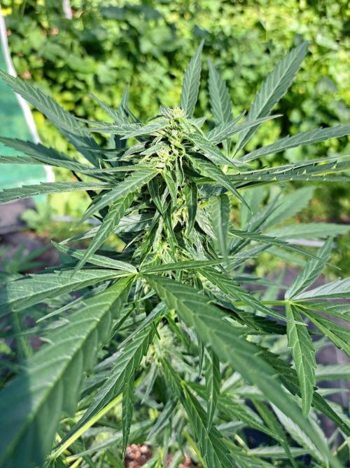 Mikromachine Auto. Week 8 - DAY62 Plant #2