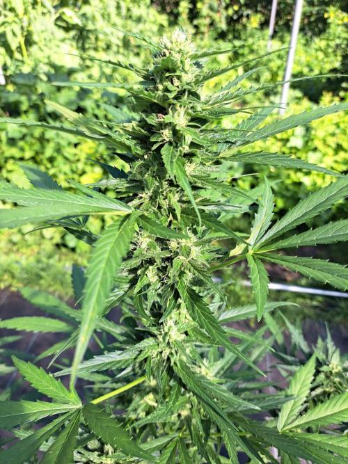 Mikromachine Auto. Week 8 - DAY62 Plant #3
