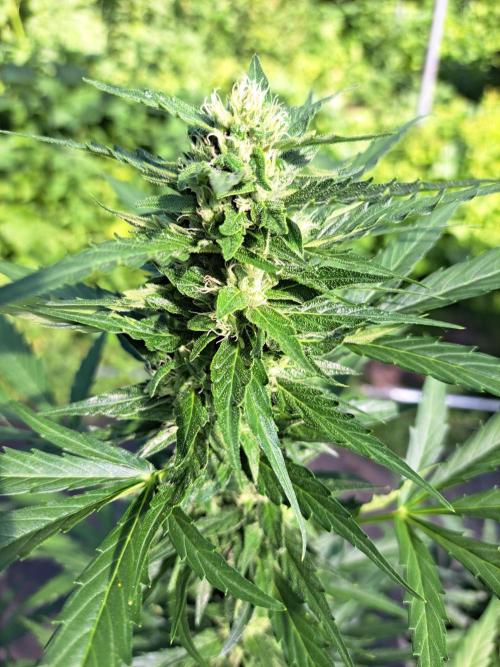 Mikromachine Auto. Week 8 - DAY62 Plant #3