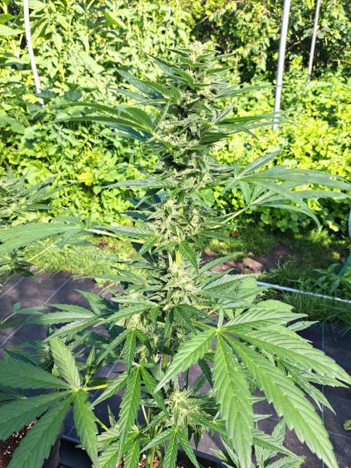 Mikromachine Auto. Week 8 - DAY62 Plant #4