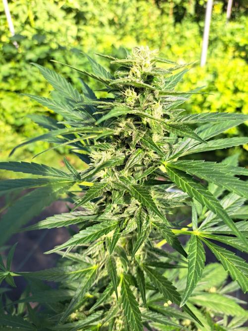 Mikromachine Auto. Week 8