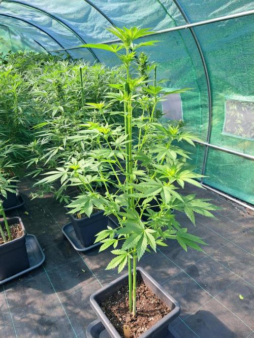 Zoap Rosé. Week 8 - DAY62