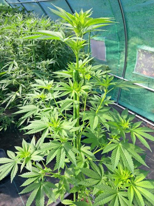 Zoap Rosé. Week 8 - DAY62