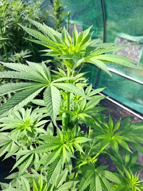 Zoap Rosé. Week 8 - DAY62