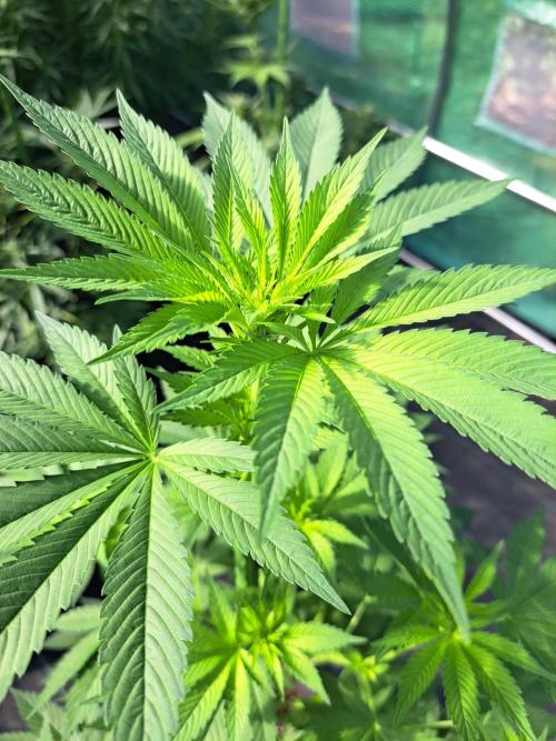 Zoap Rosé. Week 8 - DAY62