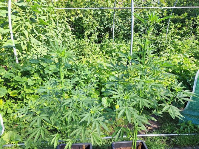 Permant Marker X Georgia Pie. Week 8 - DAY62