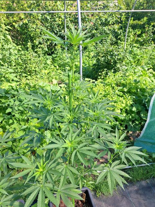 Permant Marker X Georgia Pie. Week 8 - DAY62 Plant #1
