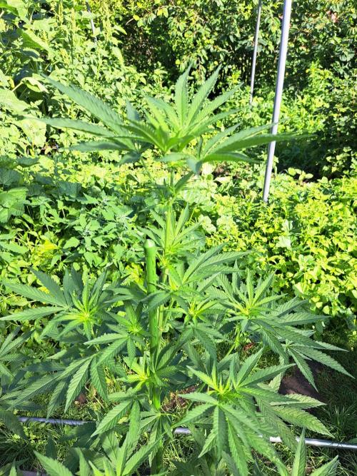Permant Marker X Georgia Pie. Week 8 - DAY62 Plant #1