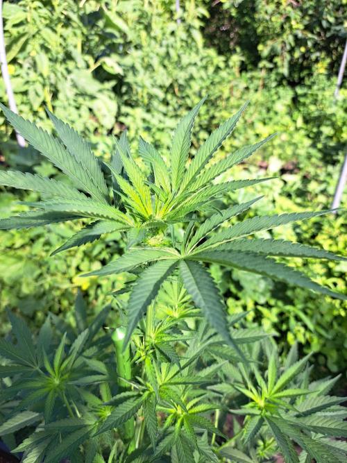 Permant Marker X Georgia Pie. Week 8 - DAY62 Plant #1