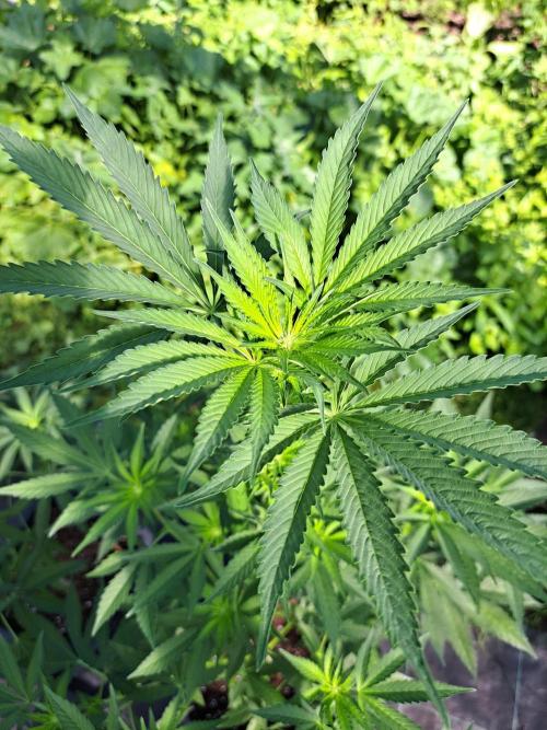 Permant Marker X Georgia Pie. Week 8 - DAY62 Plant #1