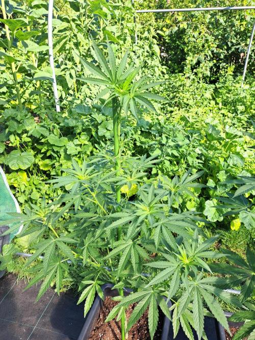 Permant Marker X Georgia Pie. Week 8 - DAY62 Plant #2
