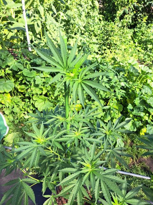 Permant Marker X Georgia Pie. Week 8 - DAY62 Plant #2