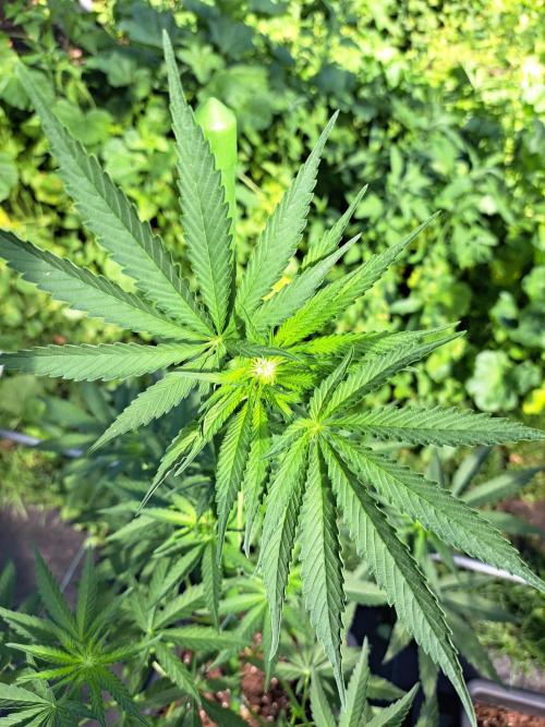 Permant Marker X Georgia Pie. Week 8 - DAY62 Plant #2
