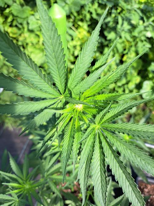 Permant Marker X Georgia Pie. Week 8 - DAY62 Plant #2