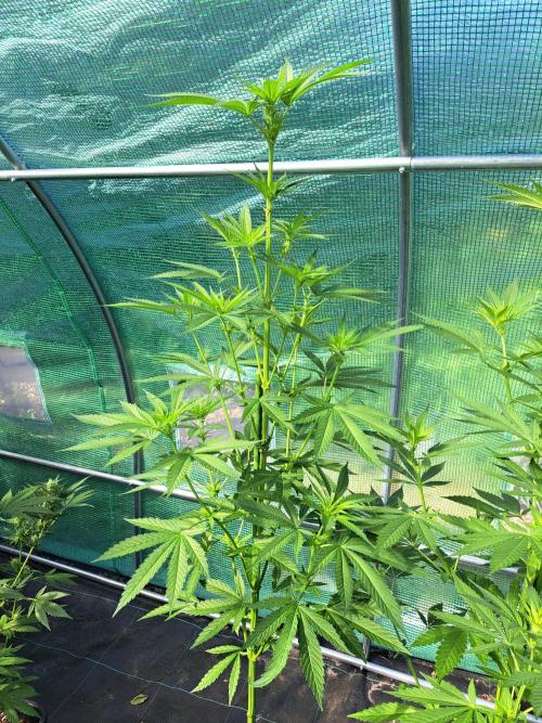 Amnesia Haze Go Fast. Week 8 - DAY62 Plant #1