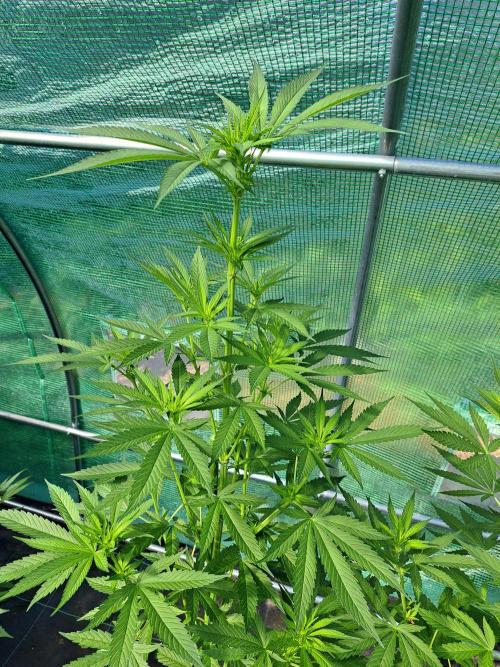 Amnesia Haze Go Fast. Week 8 - DAY62 Plant #1
