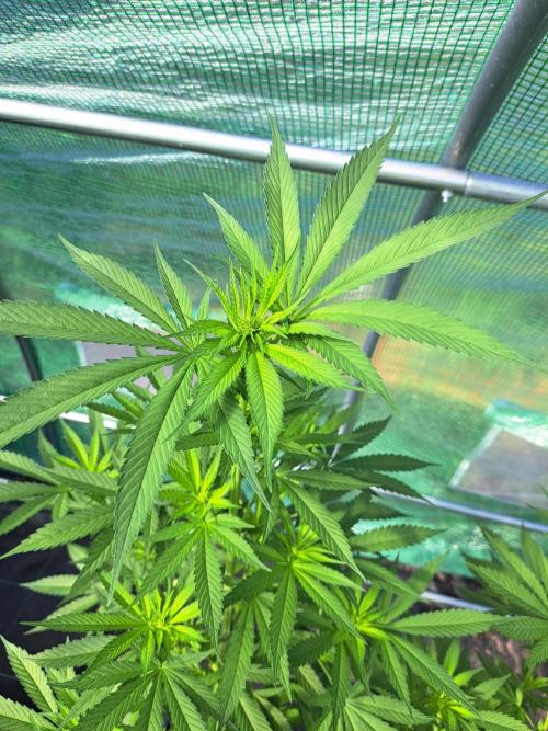 Amnesia Haze Go Fast. Week 8 - DAY62 Plant #1