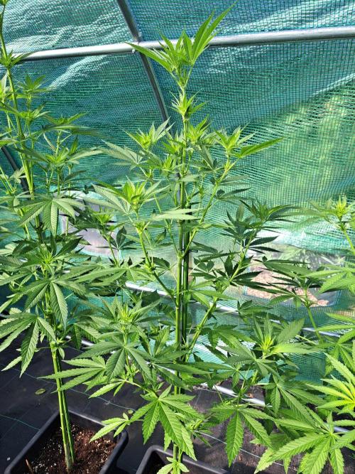 Amnesia Haze Go Fast. Week 8 - DAY62 Plant #2