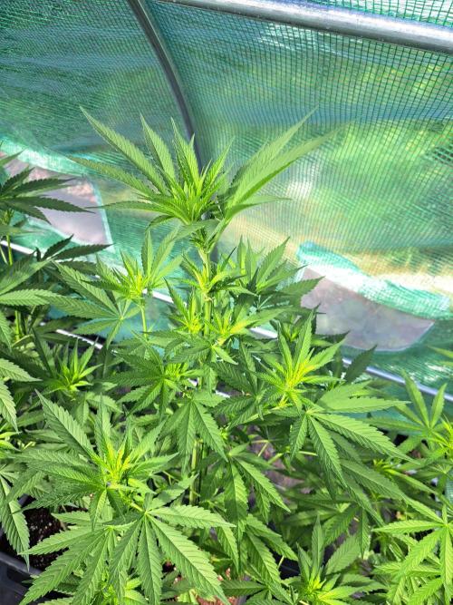 Amnesia Haze Go Fast. Week 8 - DAY62 Plant #2