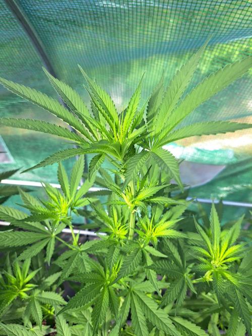 Amnesia Haze Go Fast. Week 8 - DAY62 Plant #2