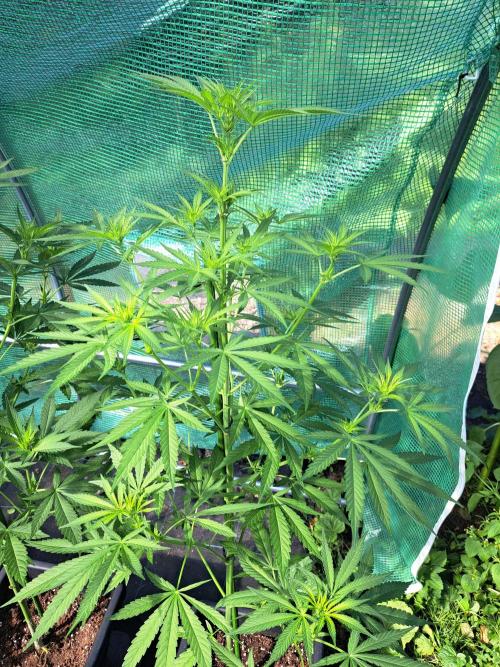 Amnesia Haze Go Fast. Week 8 - DAY62 Plant #3