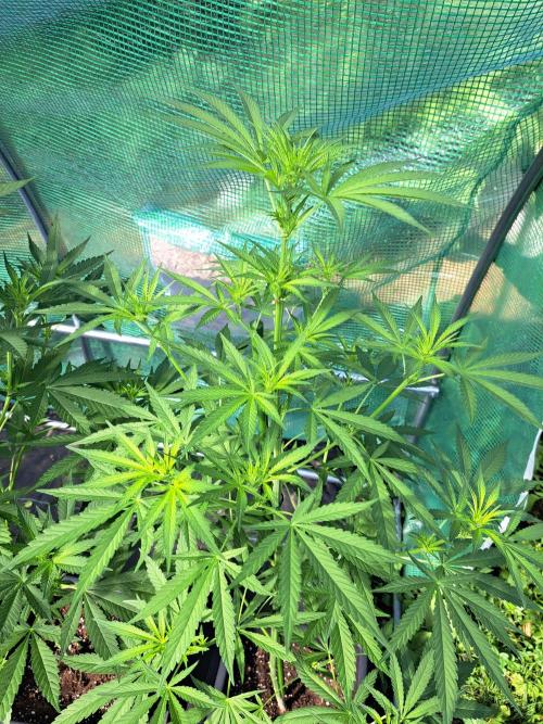 Amnesia Haze Go Fast. Week 8 - DAY62 Plant #3