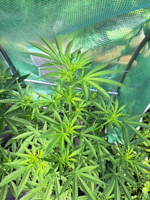 Amnesia Haze Go Fast. Week 8 - DAY62 Plant #3