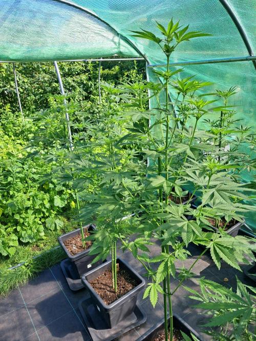 Sour Papaya. Week 8 - DAY62