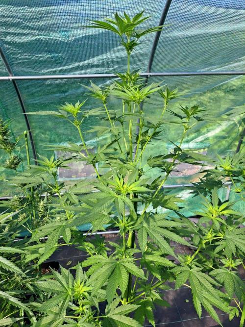 Sour Papaya. Week 8 - DAY62 Plant #1