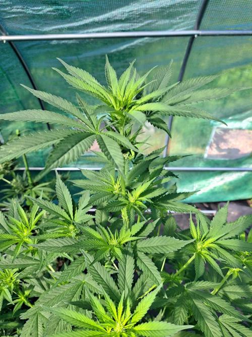 Sour Papaya. Week 8 - DAY62 Plant #1