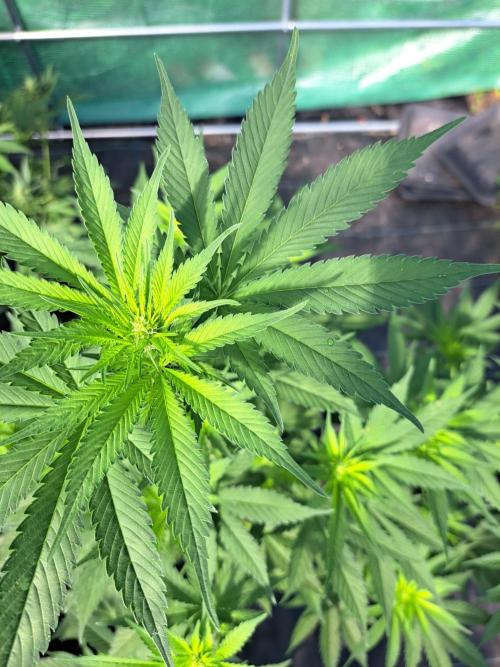 Sour Papaya. Week 8 - DAY62 Plant #1