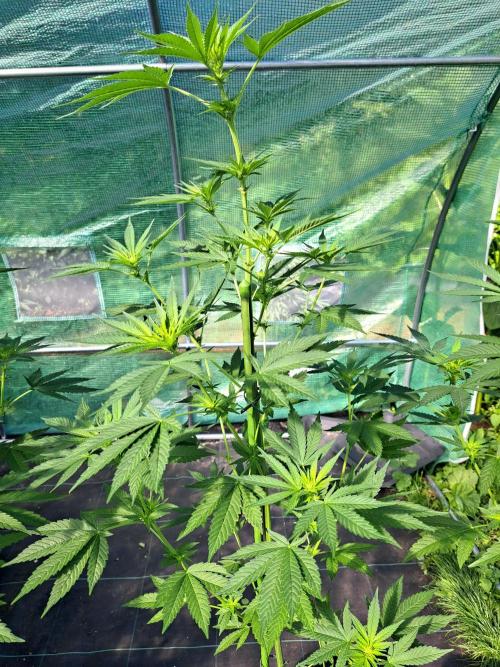Sour Papaya. Week 8 - DAY62 Plant #2