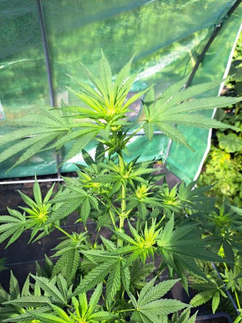 Sour Papaya. Week 8 - DAY62 Plant #2