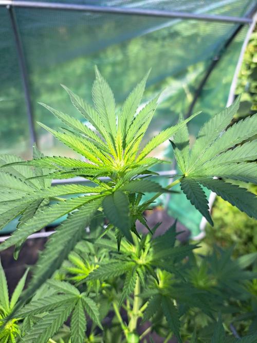 Sour Papaya. Week 8 - DAY62 Plant #2