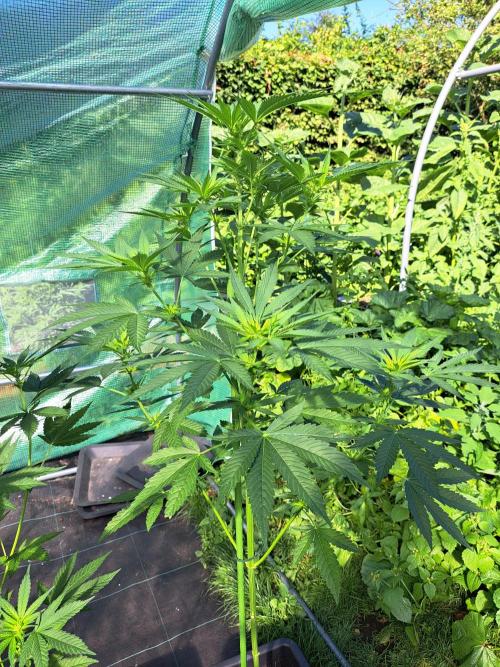 Sour Papaya. Week 8 - DAY62 Plant #3