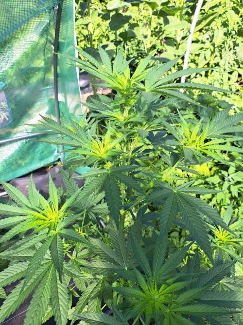 Sour Papaya. Week 8 - DAY62 Plant #3