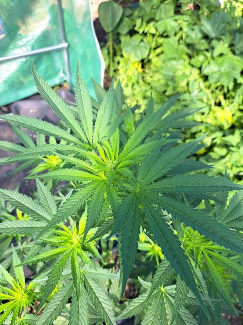 Sour Papaya. Week 8 - DAY62 Plant #3