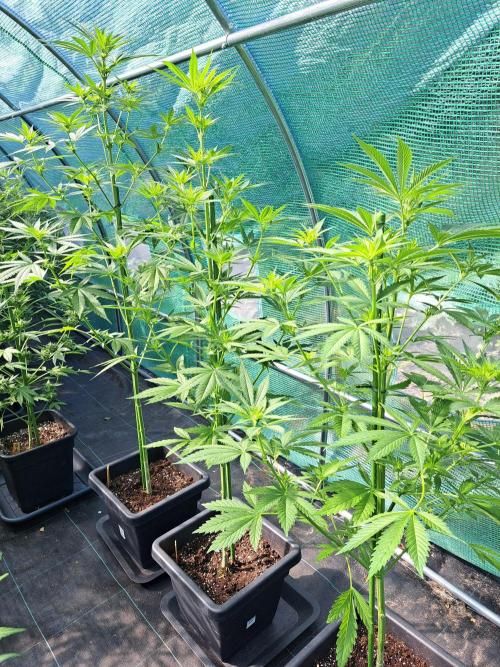 Clementine Slush. Week 8 - DAY62